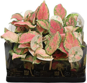 Aglaonema ‘Lucky Red’ – 6cm Pot