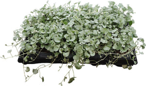 Silver Falls Dichondra argentea – 10.5cm Pot