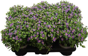 Persian Violet (Exacum affine) – 11cm Pot