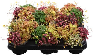 Oxalis Vulc Trio Mix – 10cm Pot