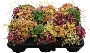 Oxalis Vulc Trio Mix – 10cm Pot