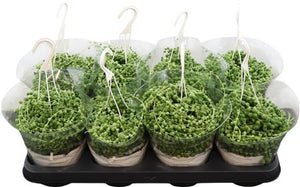 String of Pearls (Senecio rowleyanus) – 14cm Hanging Pot