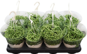 String of Pearls (Senecio rowleyanus) – 14cm Hanging Pot