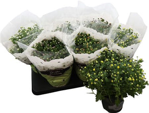 Mixed Chrysanthemum Houseplant – 15cm Pot