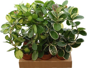 Hoya Mixed Variety Houseplant – 12cm Pot