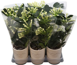 Stephanotis White Flowering Houseplant – 12cm Pot