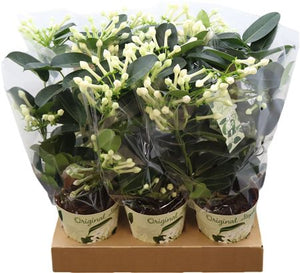 Stephanotis Floribunda White Flowering Houseplant – 12cm Pot
