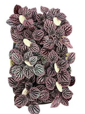 Red Peperomia Caperata ‘Schumi’ – 12cm Pot