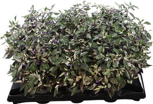 Capsicum Maya Calicos Ornamental Pepper Plant