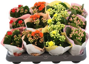 Double-Flowered Kalanchoe – 6cm Pot