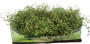 Maidenhair Vine (Muehlenbeckia complexa) – 10.5cm Pot