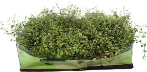 Maidenhair Vine (Muehlenbeckia complexa) – 10.5cm Pot