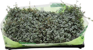Pilea ‘Greyzy’ – 10.5cm Pot