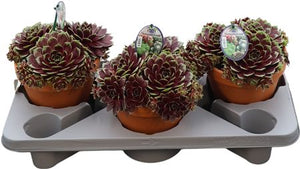 Sempervivum Crystal Display in Coconut Pot