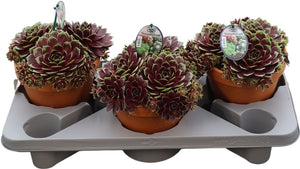 Sempervivum Crystal Display in Coconut Pot