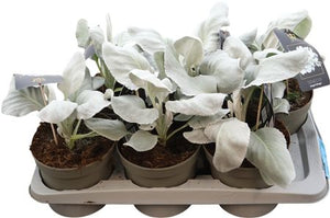 Angel Wings Senecio (Senecio candicans) – 17cm Pot