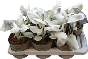 Angel Wings Senecio (Senecio candicans) – 17cm Pot