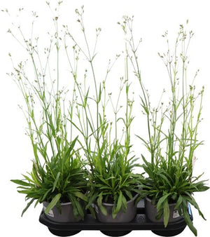 White Ragged Robin (Lychnis flos-cuculi) – 19cm Pot