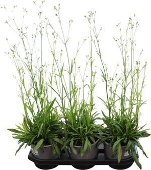 White Ragged Robin (Lychnis flos-cuculi) – 19cm Pot