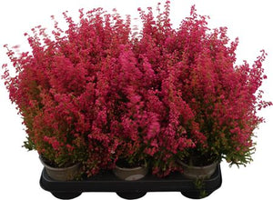 Red Summer Heather (Erica gracilis) – 11cm Pot