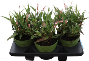 Pink Elephant Persicaria – Green Foliage Plant