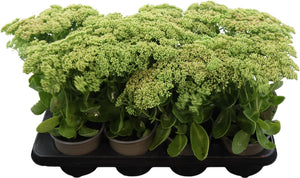 Autumn Joy Stonecrop (Sedum ‘Herbstfreude’)