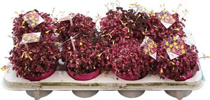 Oxalis ‘Crazy Pink’ – 11cm Pot