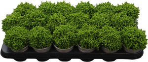 Hebe ‘Emerald Gem’ Green Globe – 9cm Pot