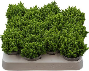 Hebe ‘Emerald Gem’ Green Globe – 7cm Pot