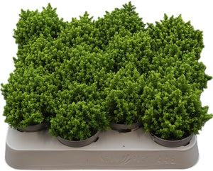 Hebe ‘Emerald Gem’ Green Globe – 7cm Pot
