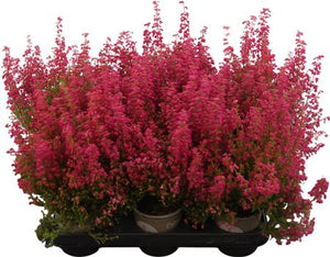 Red Summer Heather (Erica gracilis) – 11cm Pot