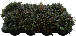 Ajuga ‘Chocolate Chips’ – 12cm Pot