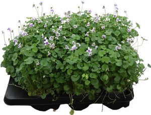 Viola Hederacea – 9cm Pot