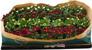 Chrysanthemum Flowering Houseplant – 6cm Pot