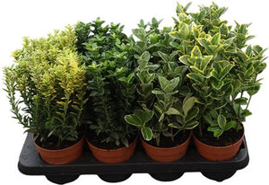 Euonymus Garden Plant – 13cm Pot