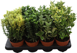 Euonymus Garden Plant – 13cm Pot
