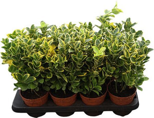 Japanese Euonymus ‘Aureomarginatus’ – 13cm Pot