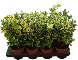Japanese Euonymus ‘Aureomarginatus’ – 13cm Pot