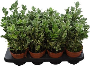 Euonymus japonicus ‘Gray Beauty’ – 13cm Pot