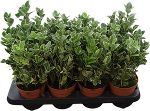 Euonymus japonicus ‘Gray Beauty’ – 13cm Pot