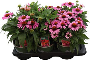 Pink Echinacea ‘Sunseekers’ – 17cm Pot