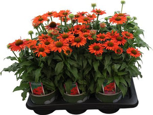 Pink Echinacea ‘Coral’ – 17cm Pot