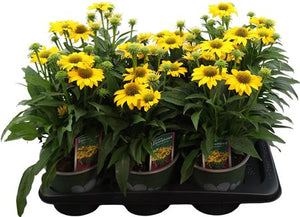 Yellow Echinacea – 17cm Pot