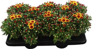 Yellow and Red Chrysanthemum – 12cm Pot