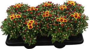 Yellow and Red Chrysanthemum – 12cm Pot