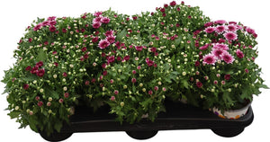Pink Garden Chrysanthemum – 12cm Pot