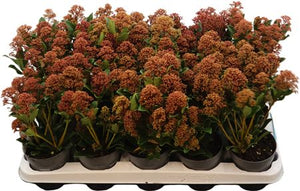 Skimmia japonica ‘Rubesta Jos’ – 10.5cm Pot