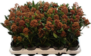 Skimmia japonica ‘Rubesta Jos’ – 10.5cm Pot
