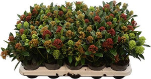 Skimmia japonica ‘Tricolour’ – 10.5cm Pot, 30cm High