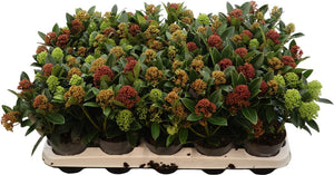 Skimmia japonica ‘Tricolour’ – 10.5cm Pot, 30cm High